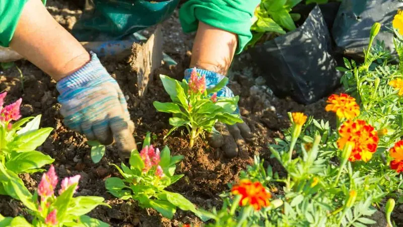 Skipping Crop Rotation