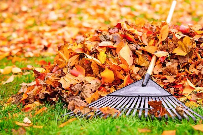 Skipping Seasonal Cleanup