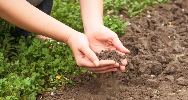 Skipping Soil Testing