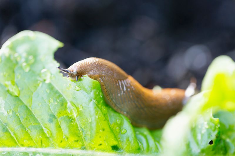 Slugs and Snails