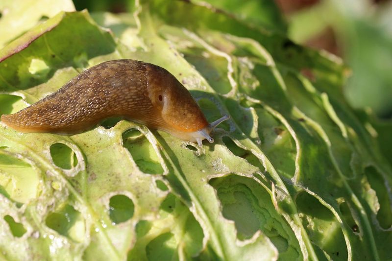 Slugs and Snails