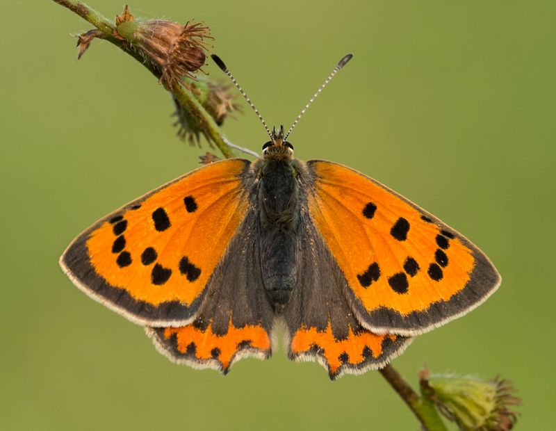 Small Copper