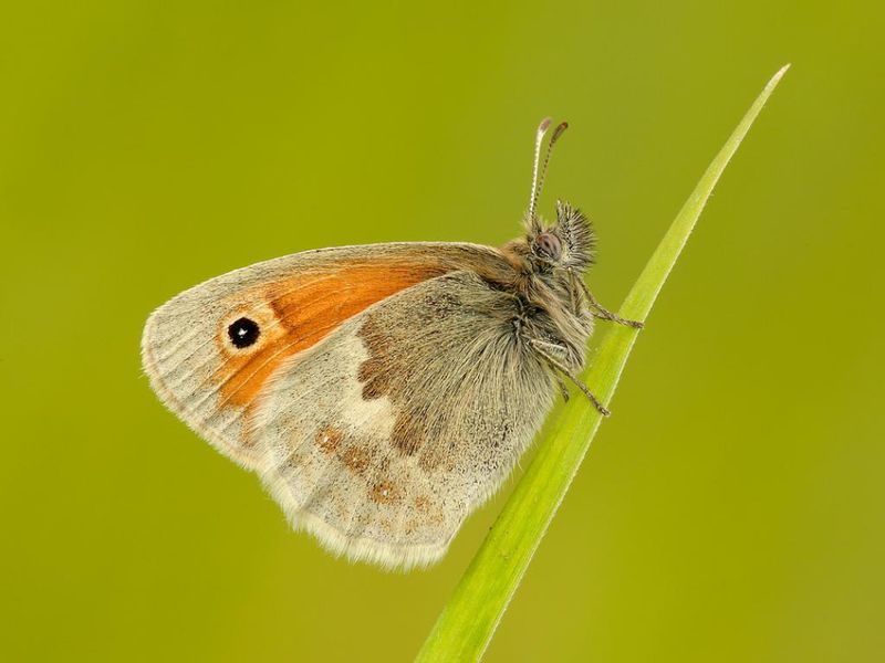 Small Heath