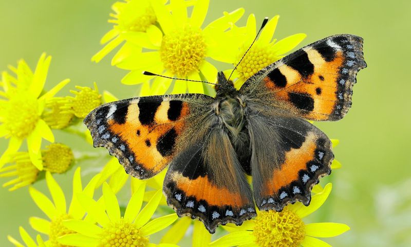 Small Tortoiseshell