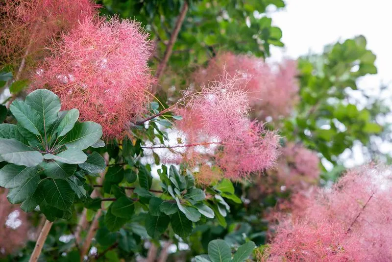 Smoke Bush (Cotinus coggygria)