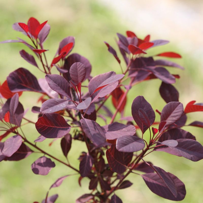 Smoke Bush (Cotinus)