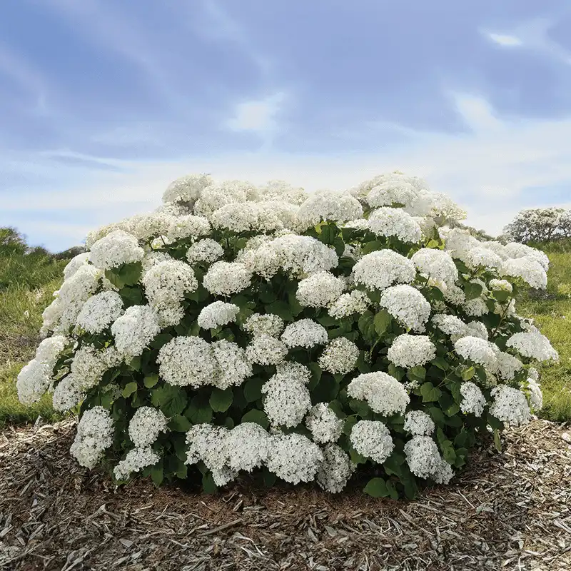 Smooth Hydrangea