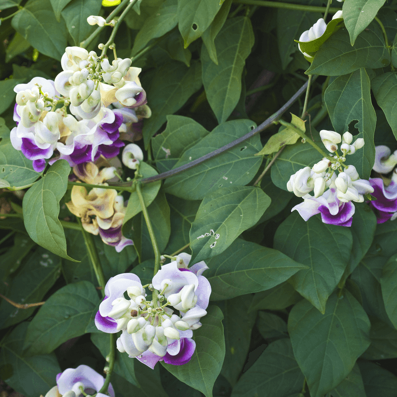 Snail Vine (Vigna caracalla)