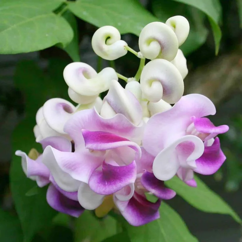Snail Vine