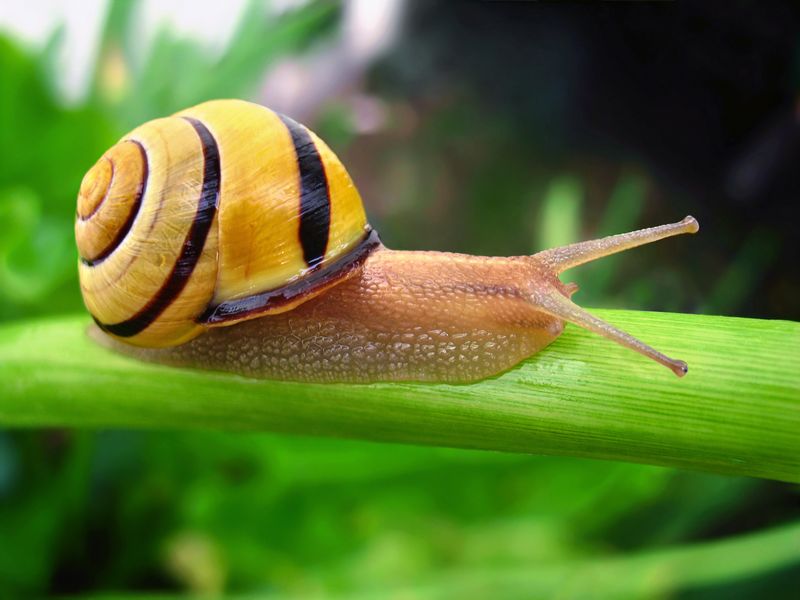 Snails