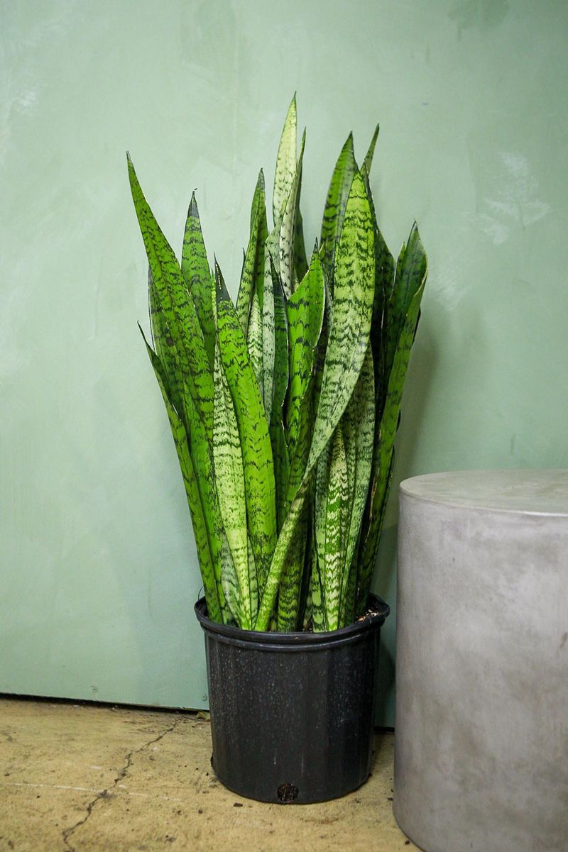 Snake Plant