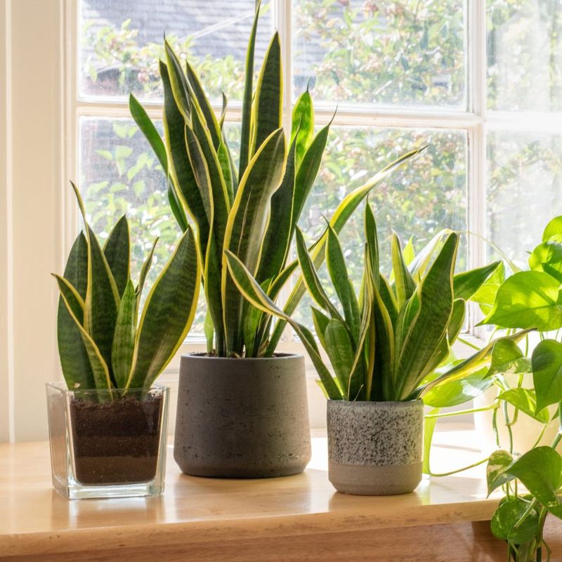 Snake Plant