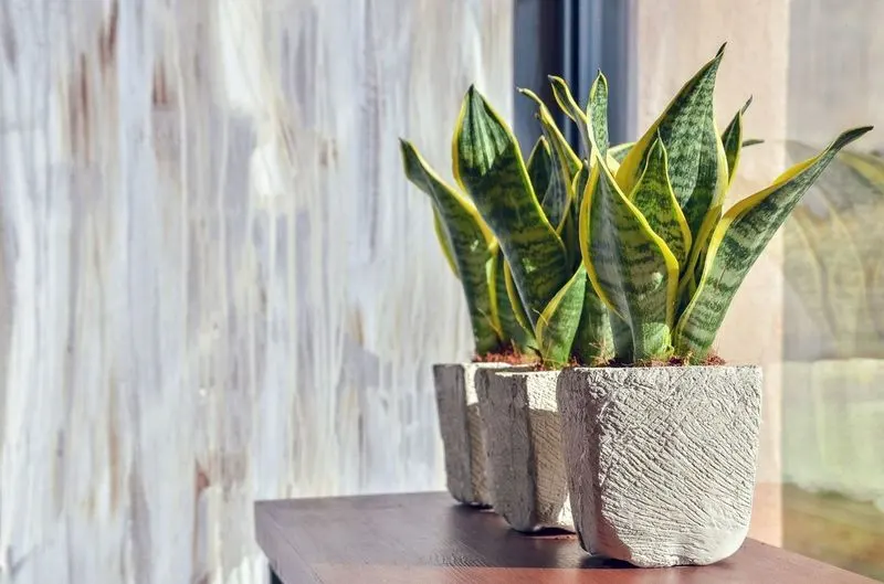 Snake Plant