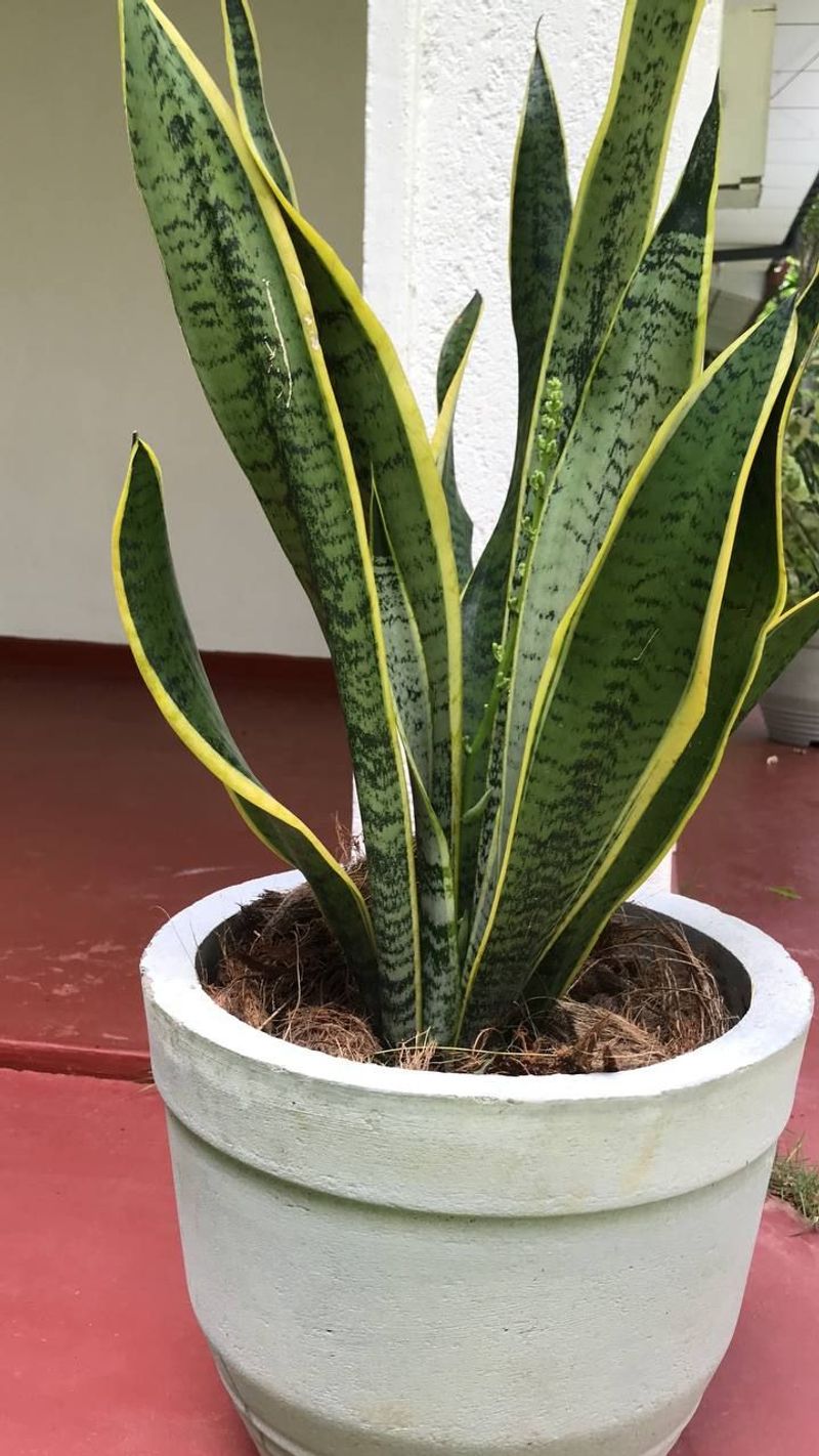 Snake Plant