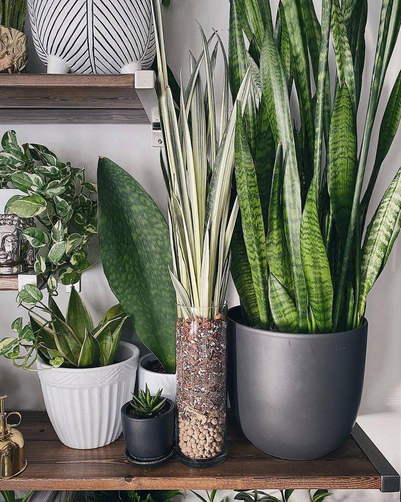 Snake Plant