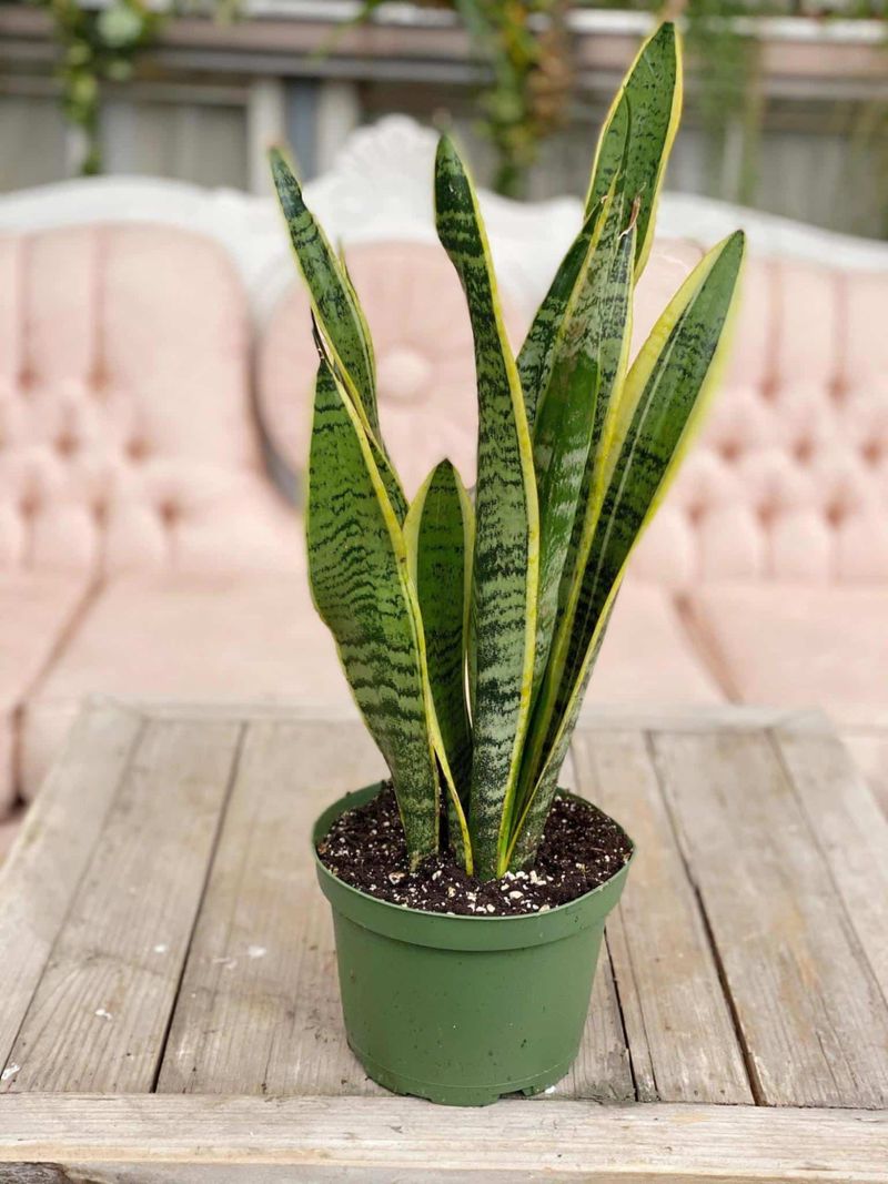 Snake Plant