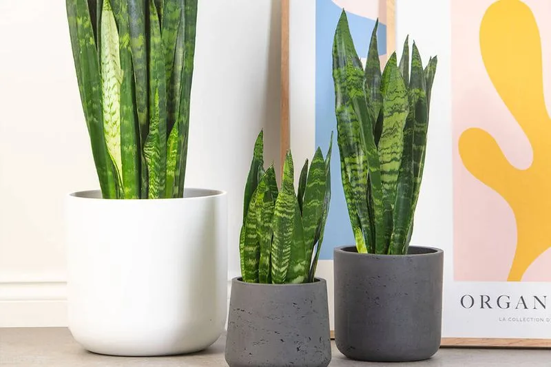 Snake Plant