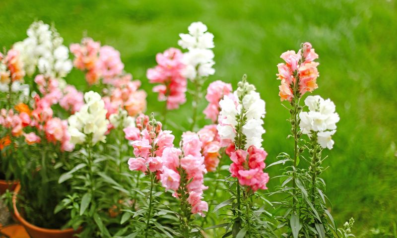 Snapdragon