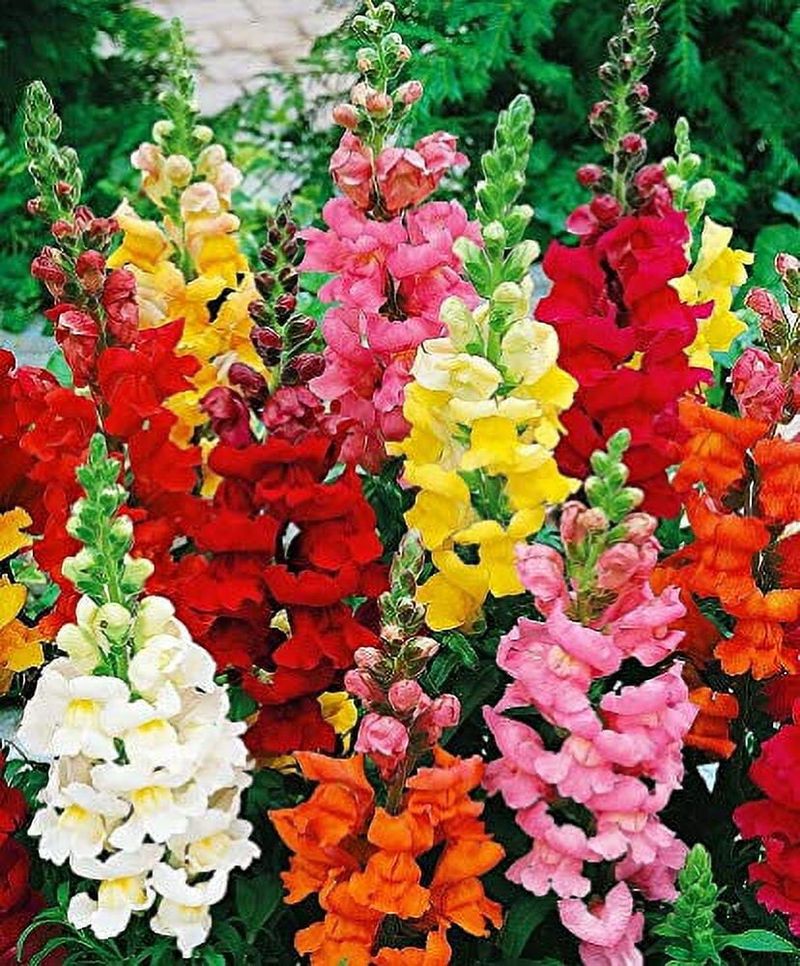 Snapdragon