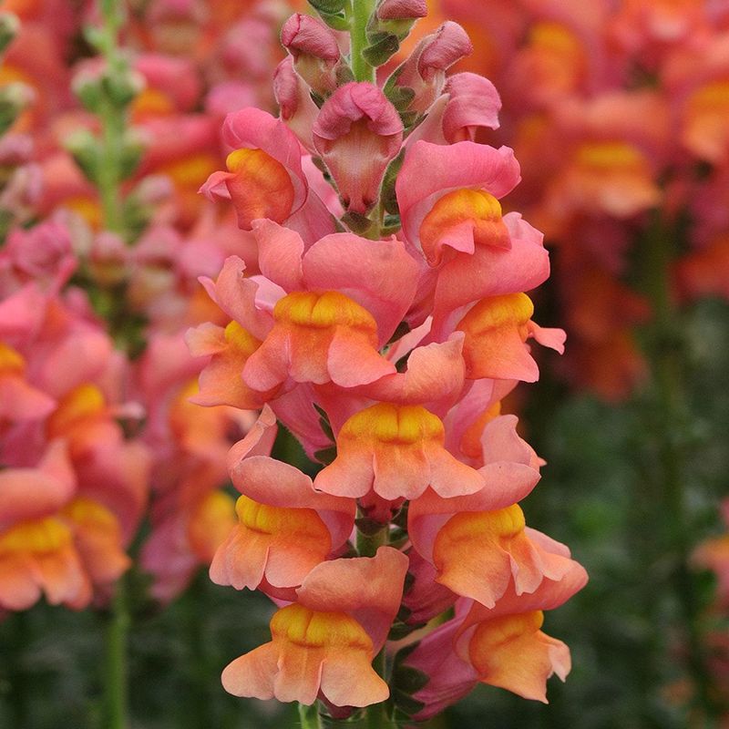 Snapdragon Delight