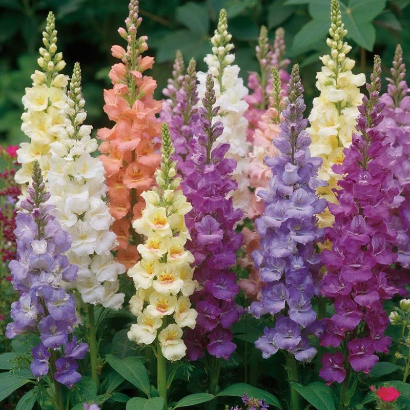 Snapdragons