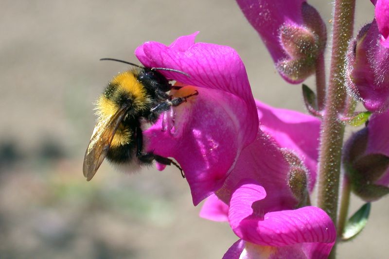 Snapdragons