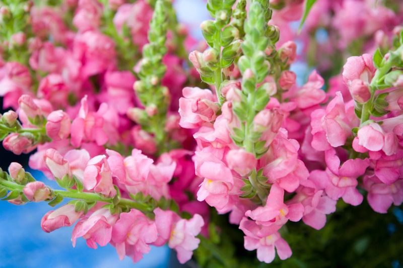 Snapdragons