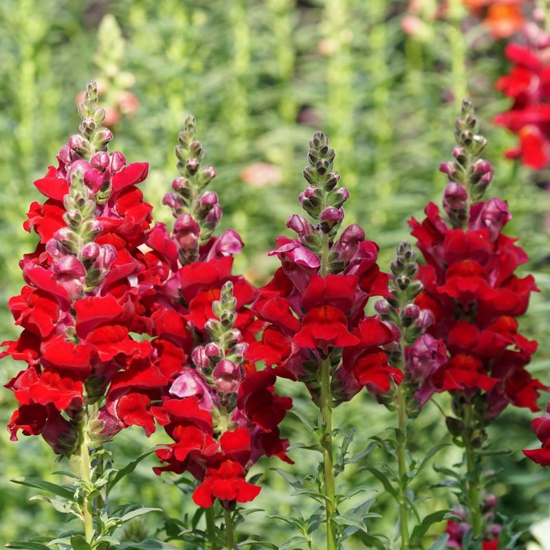 Snapdragons