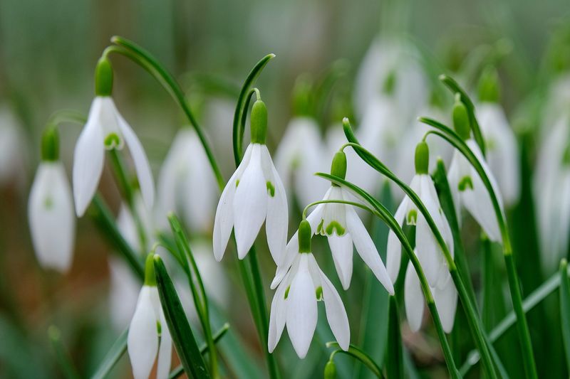 Snowdrop