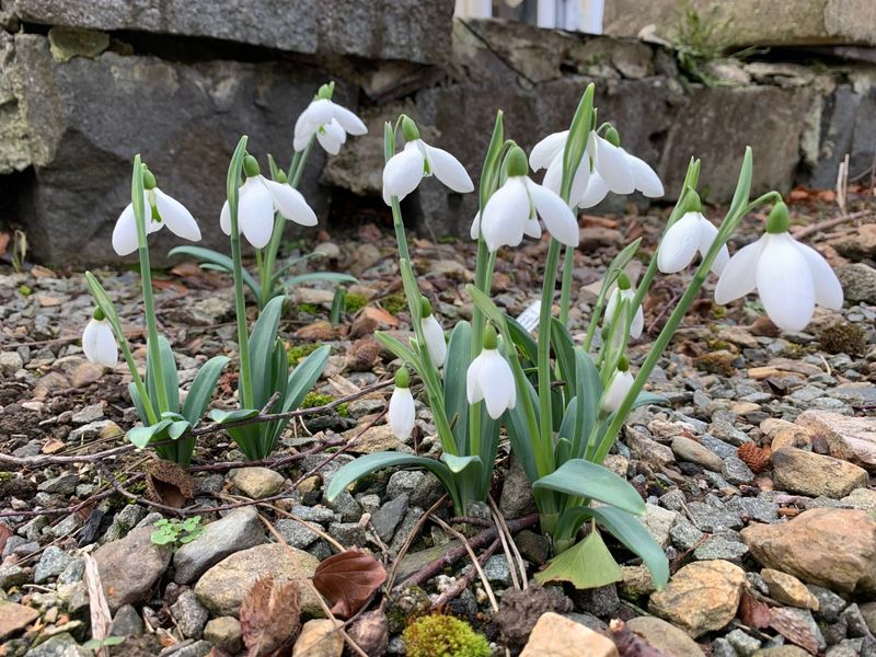 Snowdrop