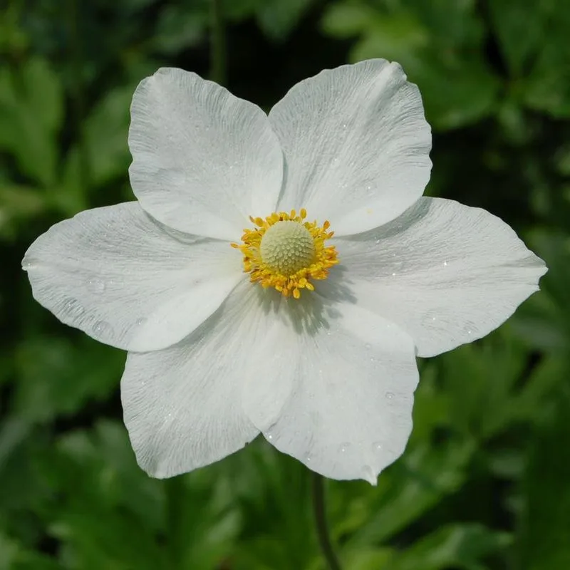 Snowdrop Anemone