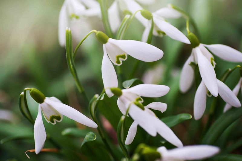 Snowdrops