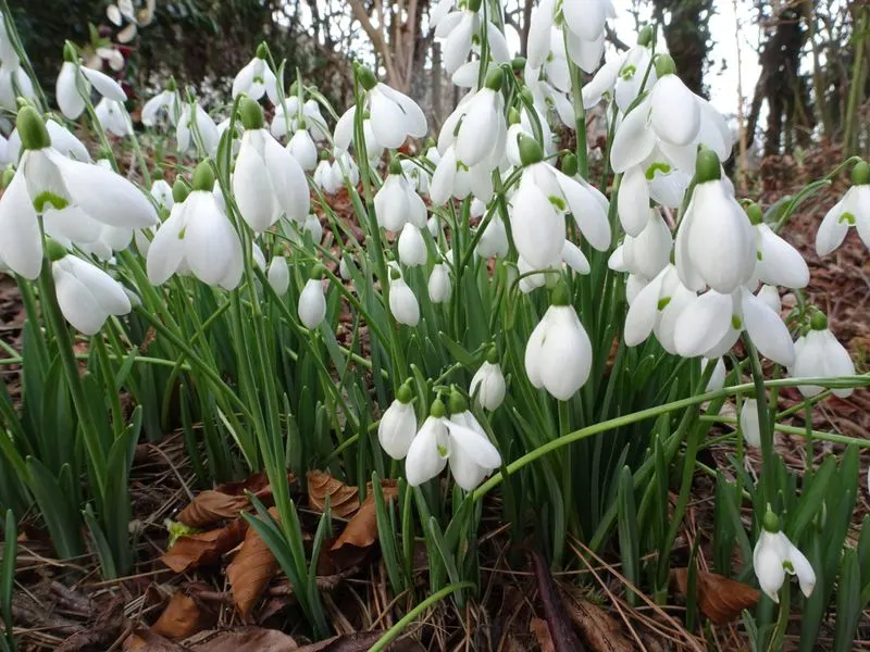 Snowdrops
