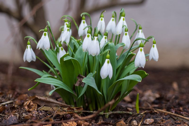 Snowdrops