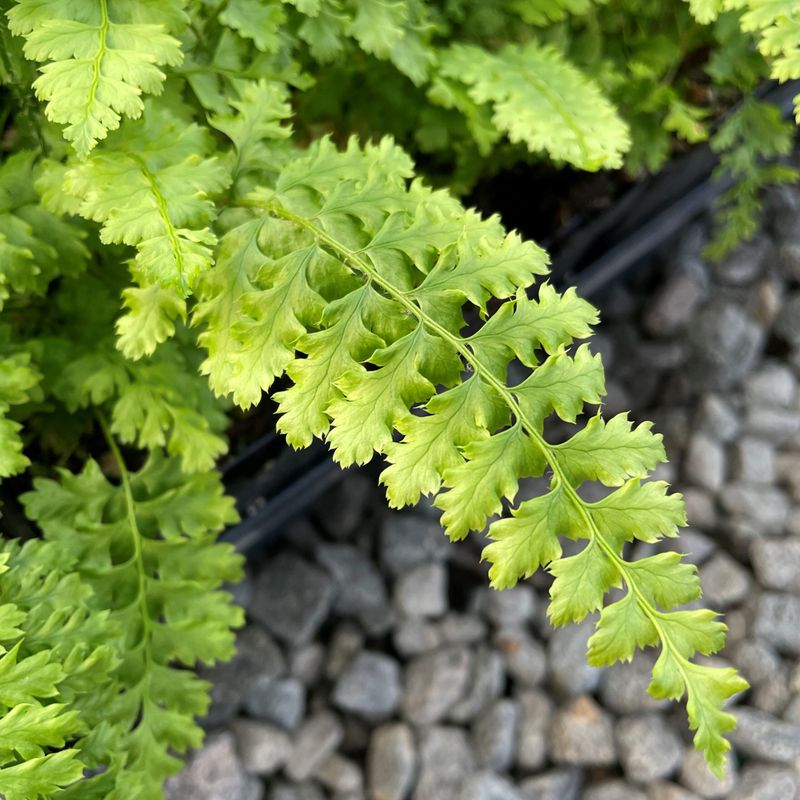 Soft Shield Fern