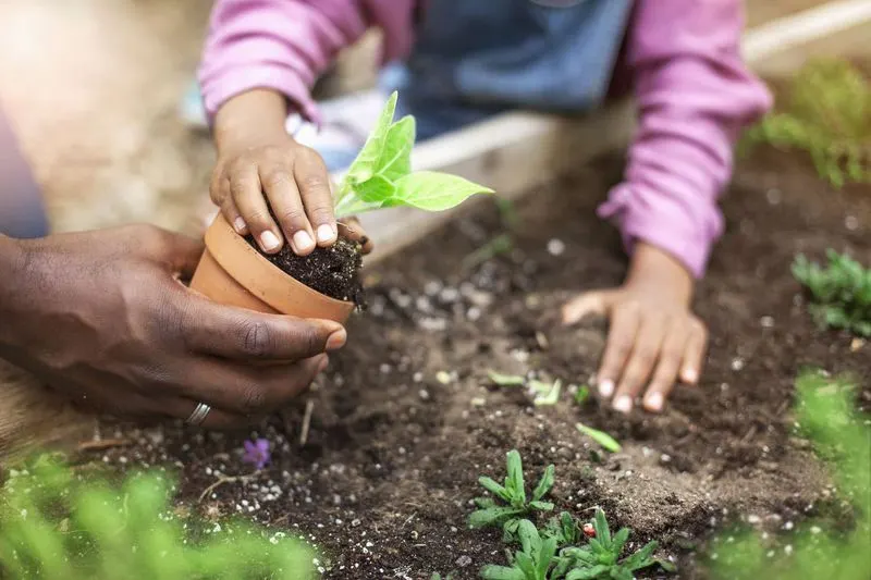 Soil Amendment for Trees