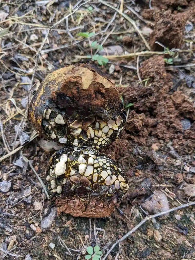 Soil Microbe Support