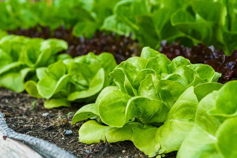 Soil Quality