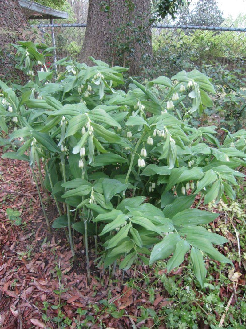 Solomon's Seal