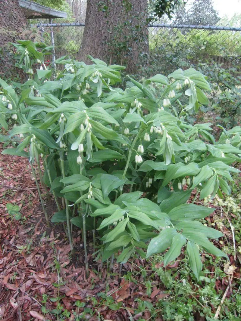 Solomon's Seal