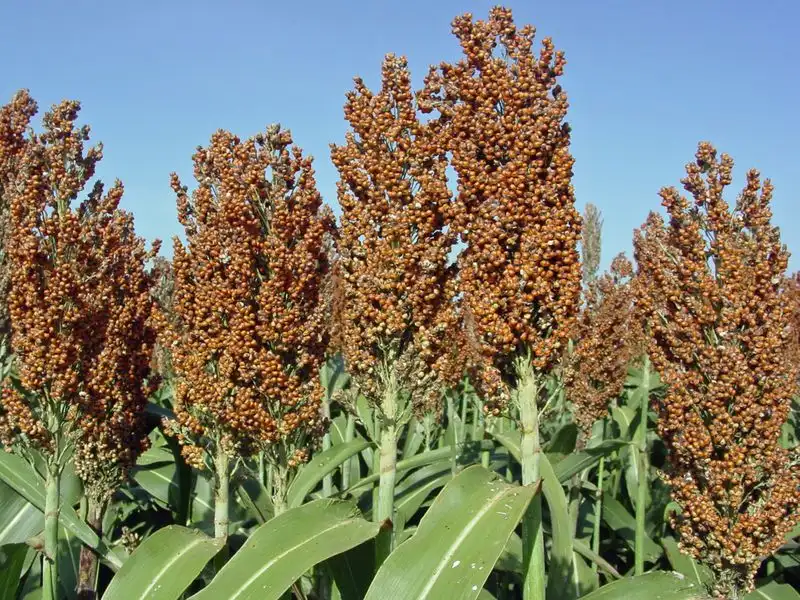 Sorghum