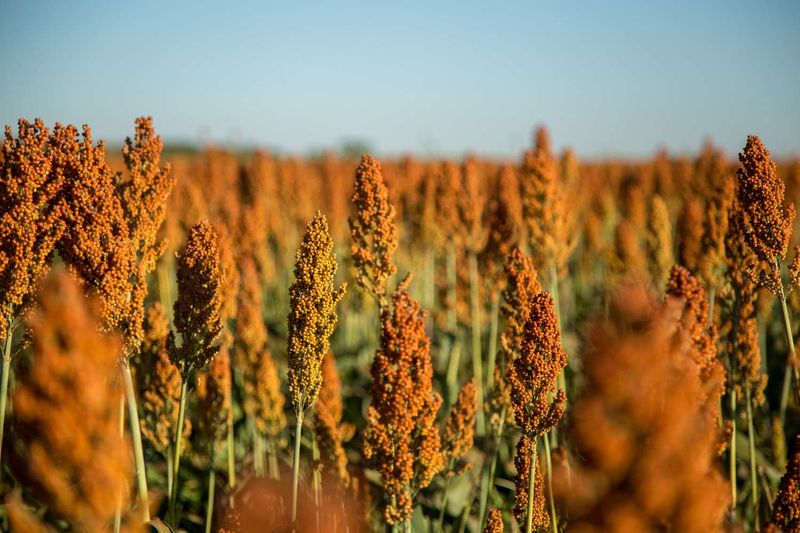 Sorghum