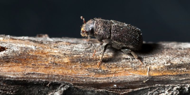 Southern Pine Beetle