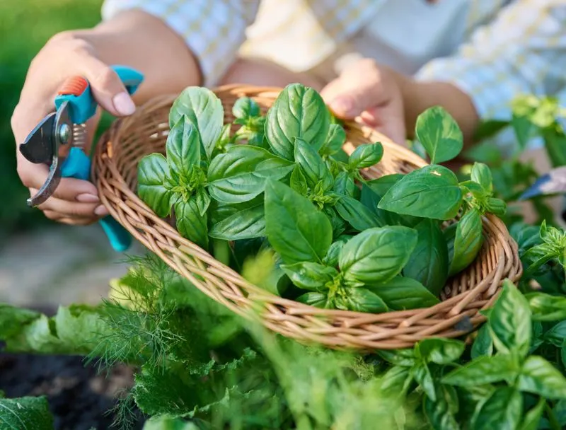 Space Out Plants Properly