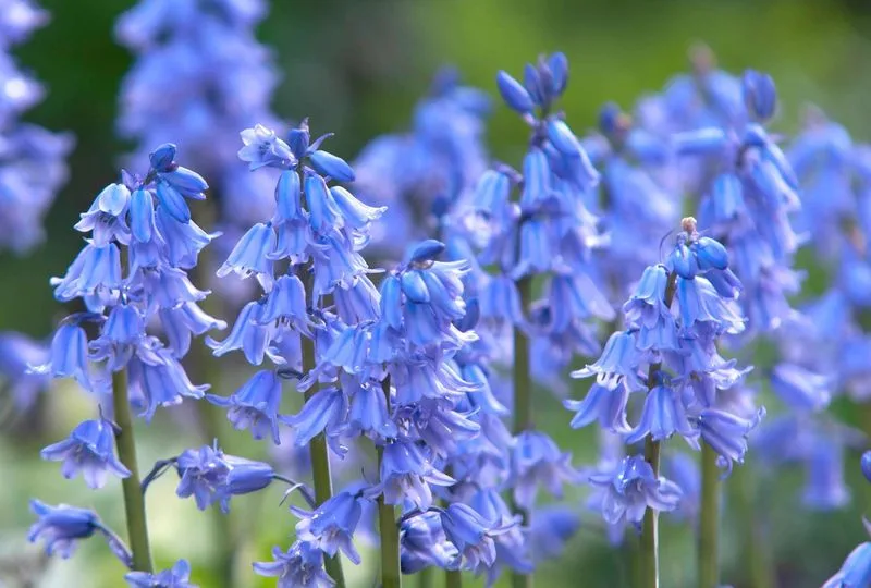 Spanish Bluebells