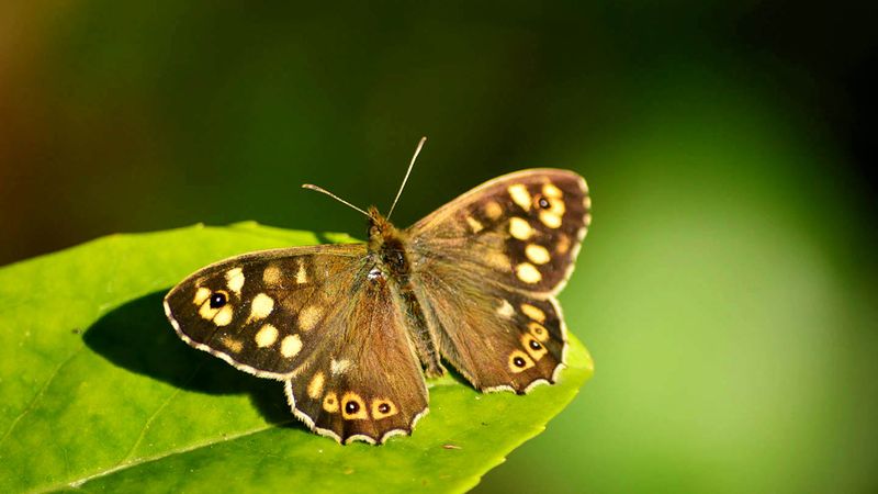 Speckled Wood