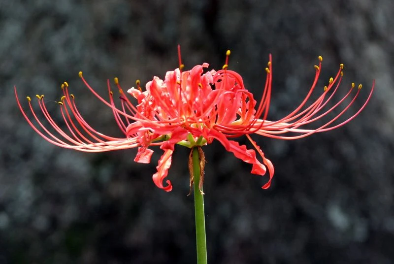 Spider Lily