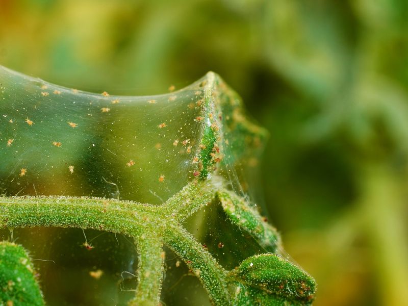 Spider Mites