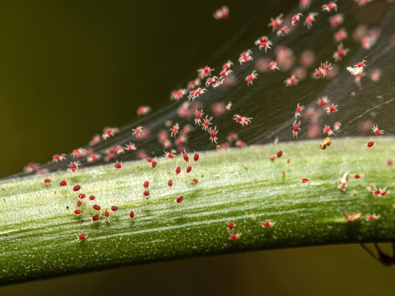 Spider Mites