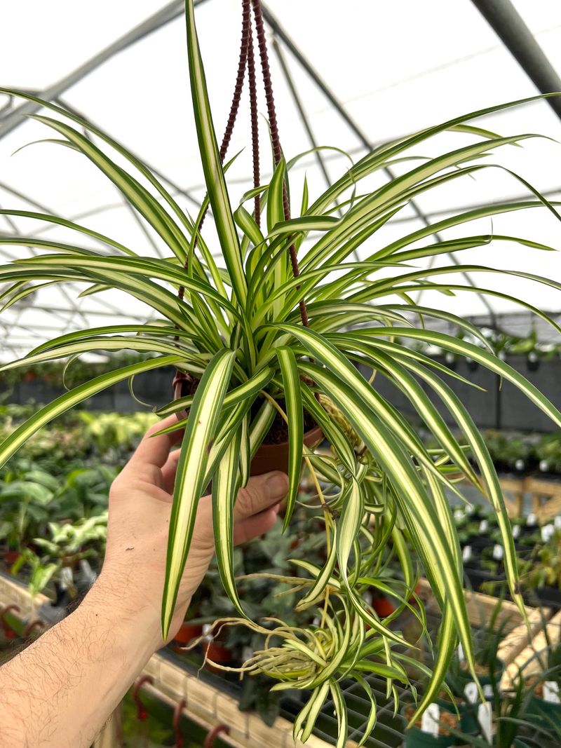 Spider Plant